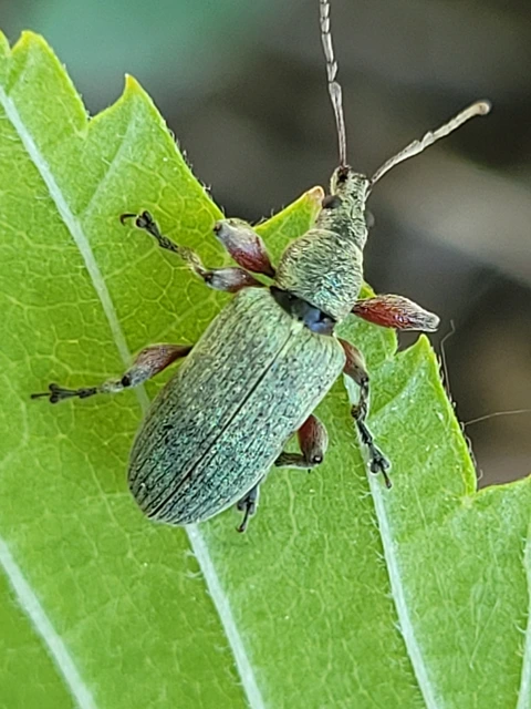 Phyllobius pomaceus - csalán-levélormányos