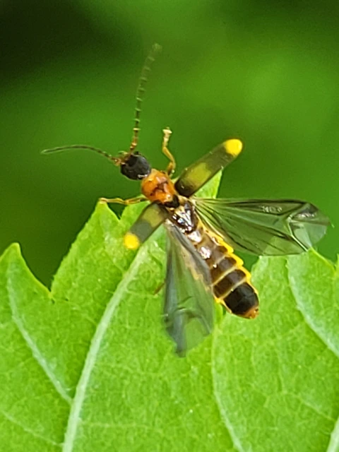 Malthodes Malthodes