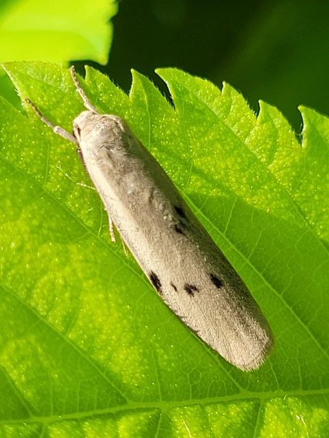 Pelosia muscerda - hamvas zuzmószövő