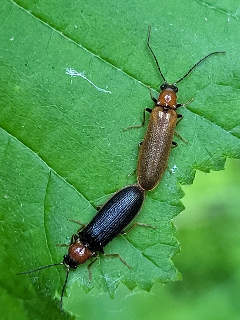 Denticollis linearis - dülledtszemű pattanó