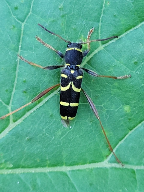 Clytus arietis - közönséges darázscincér