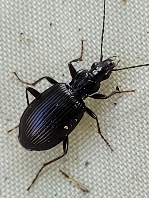 Limodromus assimilis - vöröslábú kisfutó