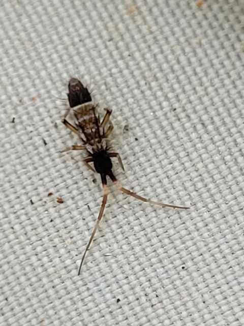 Collembola - Ugróvillások