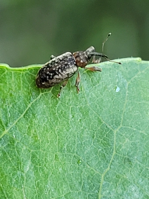 Dorytomus