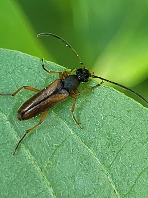 Alosterna tabacicolor - barna juharcincér Alosterna tabacicolor - barna juharcincér