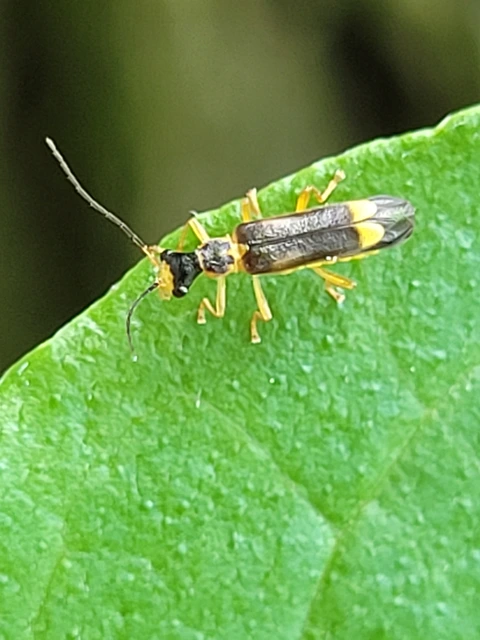 Malthinus flaveolus - közönséges fürkészlágybogár