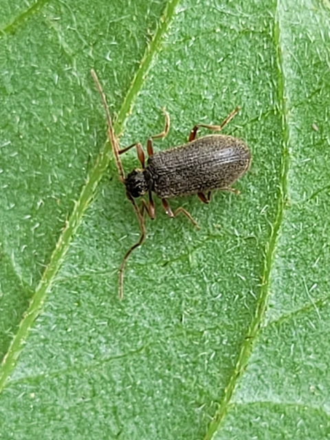 Ptinus rufipes - vöröslábú tolvajbogár
