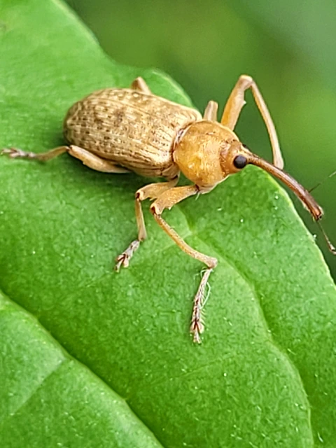 Dorytomus longimanus - kétalakú hangormányos