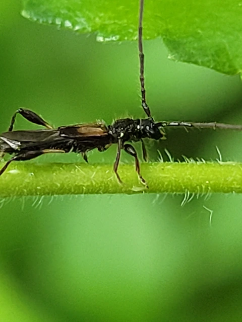 Molorchus umbellatarum - foltoslábú légycincér