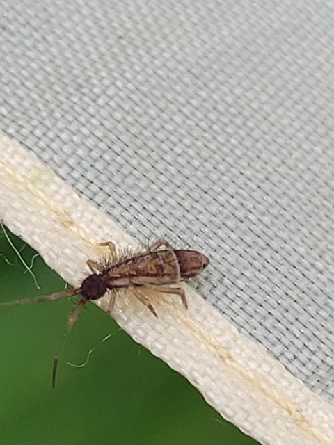 Collembola - Ugróvillások