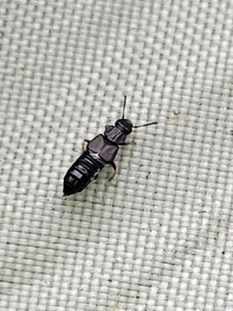 Anotylus rugosus - rovátkáshátú korhóholyva Anotylus rugosus - rovátkáshátú korhóholyva