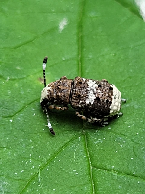 Platystomos albinus - nagybajuszú orrosbogár