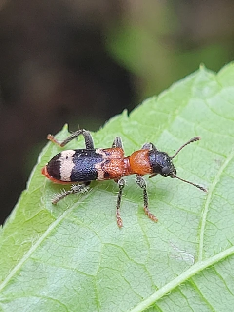 Thanasimus formicarius - vörösnyakú szúfarkas