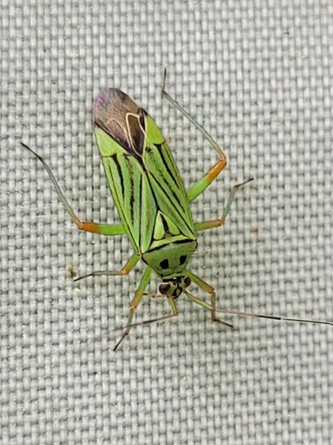 Mermitelocerus schmidtii