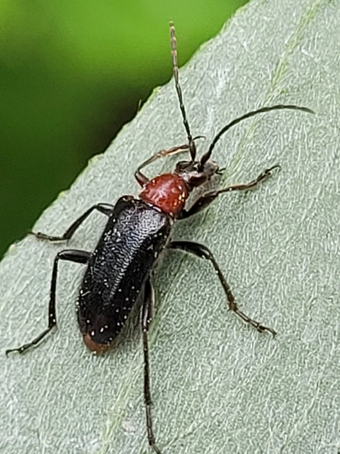 Dinoptera collaris - vörösnyakú virágcincér
