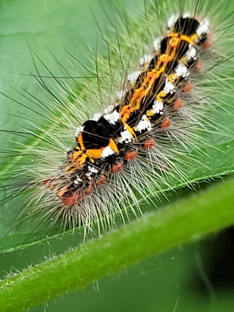 Sphrageidus similis - sárgafarú szövő