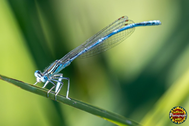 Platycnemis pennipes - széleslábú szitakötő
