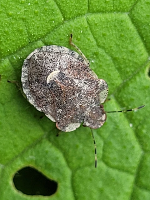 Dyroderes umbraculatus Dyroderes umbraculatus