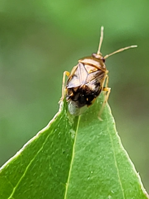 Deraeocoris