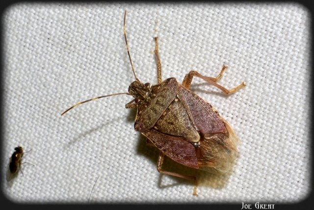 Halyomorpha halys - ázsiai márványospoloska