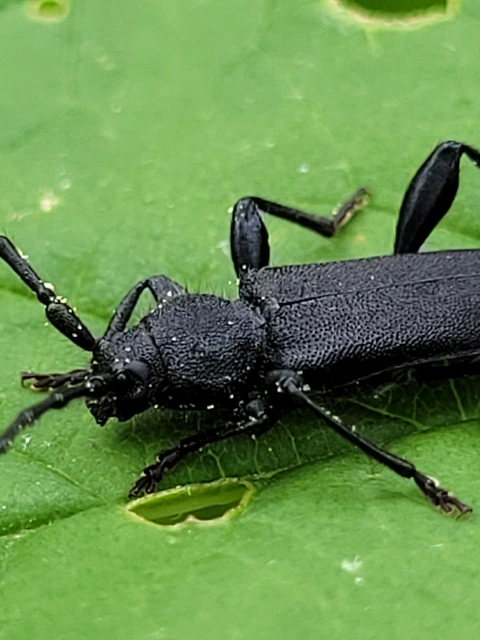 Ropalopus macropus - kis facincér Ropalopus macropus - kis facincér
