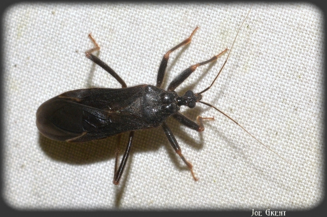 Reduvius personatus - szemetes zugpoloska