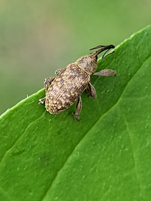 Dorytomus