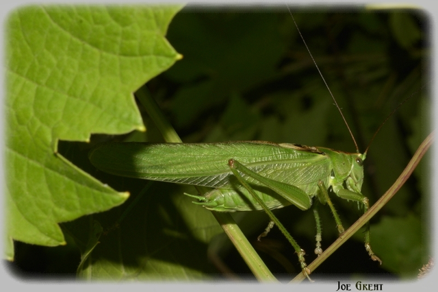 Tettigonia viridissima - zöld lombszöcske