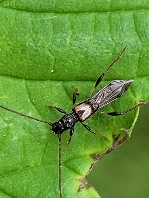 Molorchus umbellatarum - foltoslábú légycincér