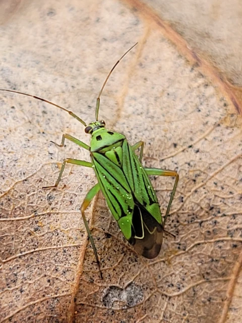 Mermitelocerus schmidtii