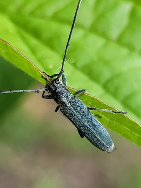 Phytoecia coerulescens - kígyósziszcincér