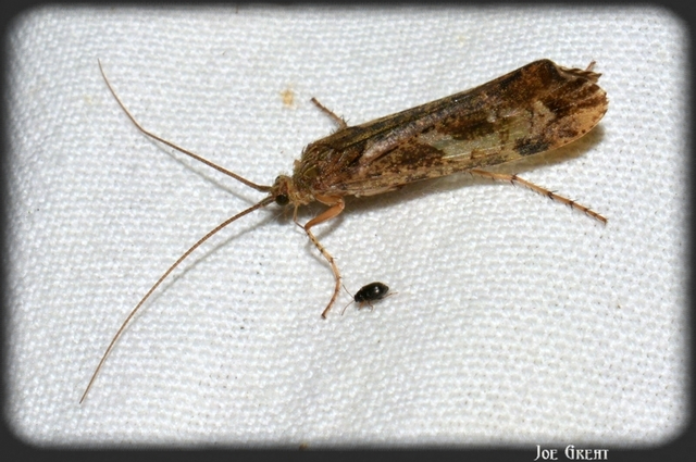 Trichoptera - Tegzesek