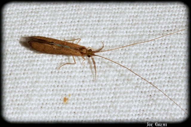 Trichoptera - Tegzesek