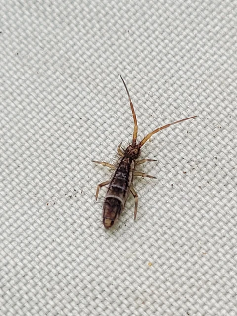 Collembola - Ugróvillások