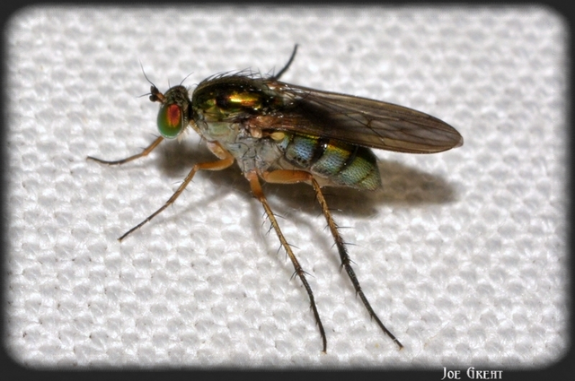 Diptera - Kétszárnyúak