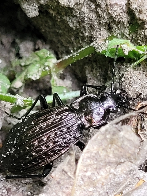 Carabus granulatus - mezei futrinka