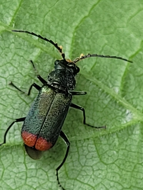 Malachius bipustulatus - kétfoltos bibircsesbogár