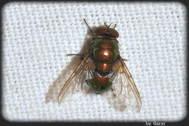 Diptera - Kétszárnyúak