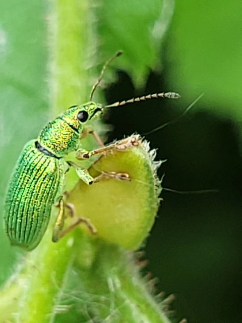 Polydrusus formosus - selymes lombormányos