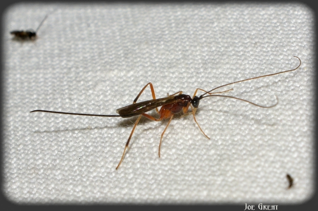 Hymenoptera - Hártyásszárnyúak