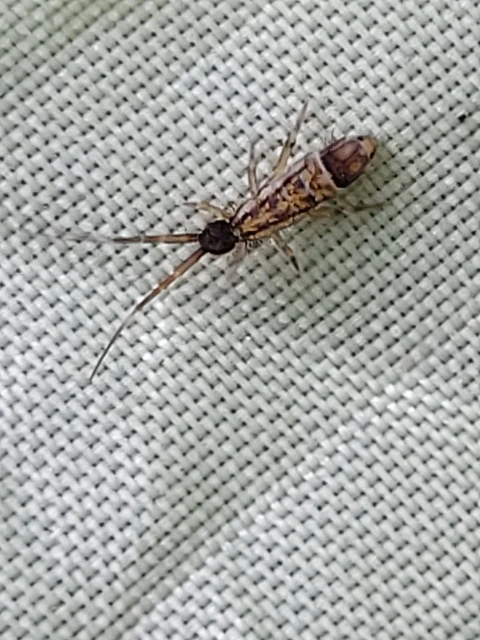 Collembola - Ugróvillások