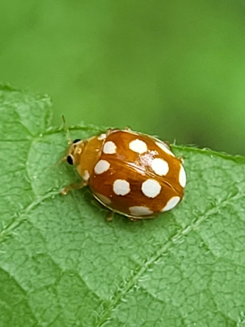Vibidia duodecimguttata - tizenkétcseppes füsskata