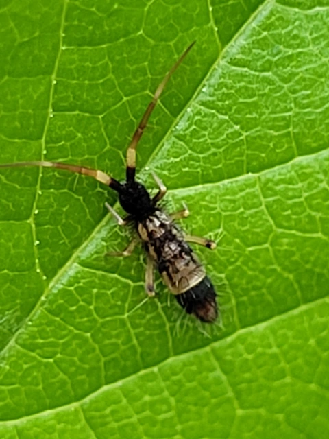 Collembola - Ugróvillások