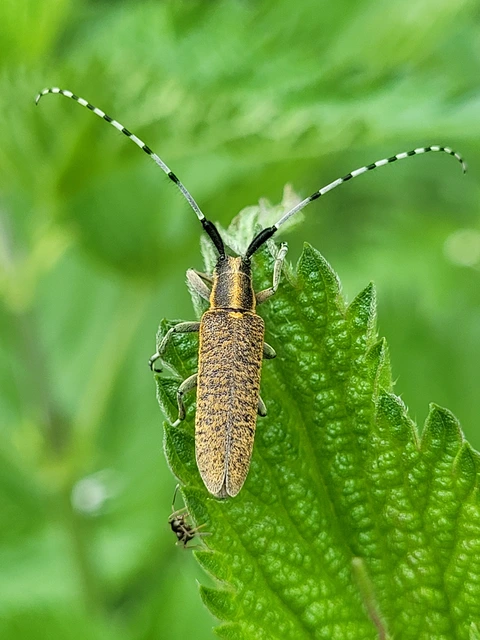 Agapanthia villosoviridescens - fehérgyűrűs bogáncscincér