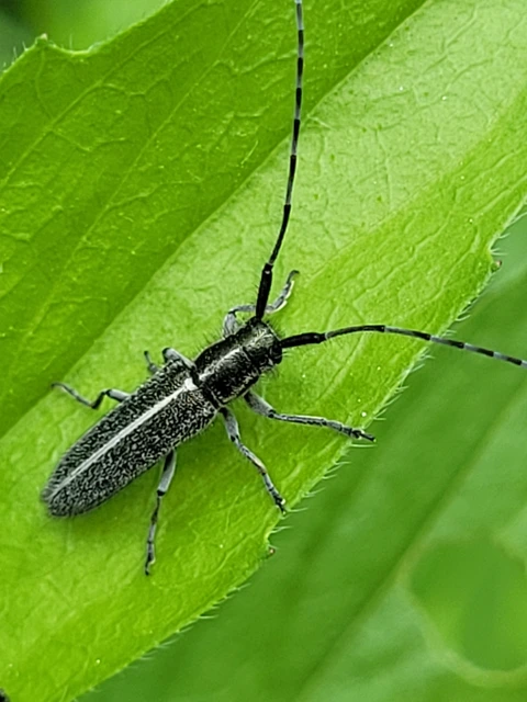 Agapanthia cardui - sávos bogáncscincér