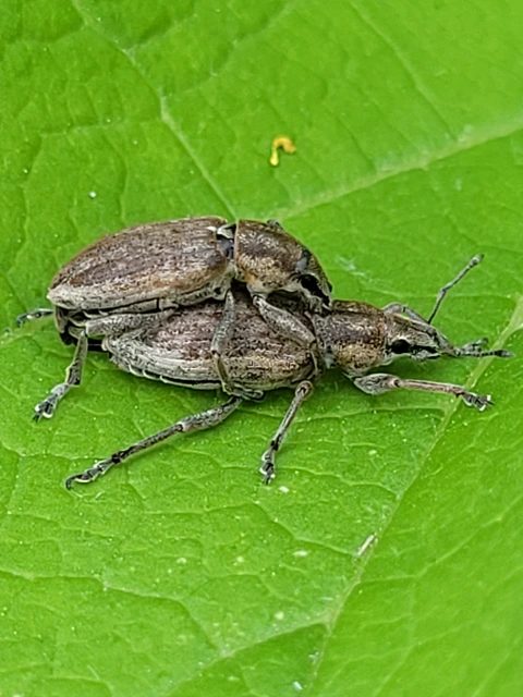 Tanymecus palliatus - közönséges hegyesfarúbarkó