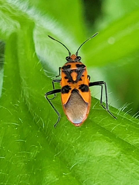 Corizus hyoscyami - piros karimáspoloska