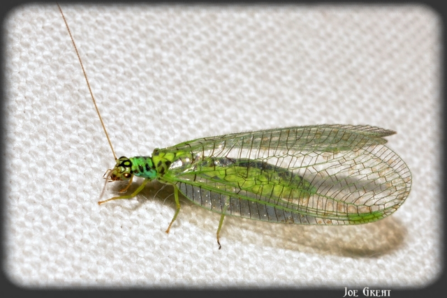 Chrysopidae - zöldfátyolkák