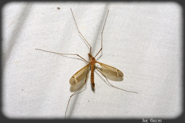 Diptera - Kétszárnyúak