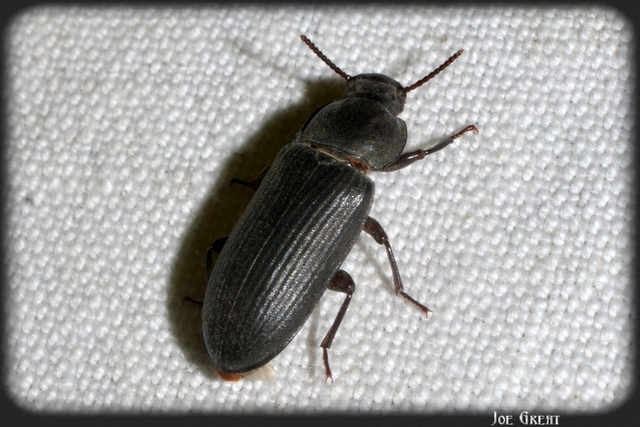 Tenebrio